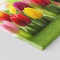 Obraz na płótnie 120x80 - delikatność kwiatowego świata - tulipany, kwiaty