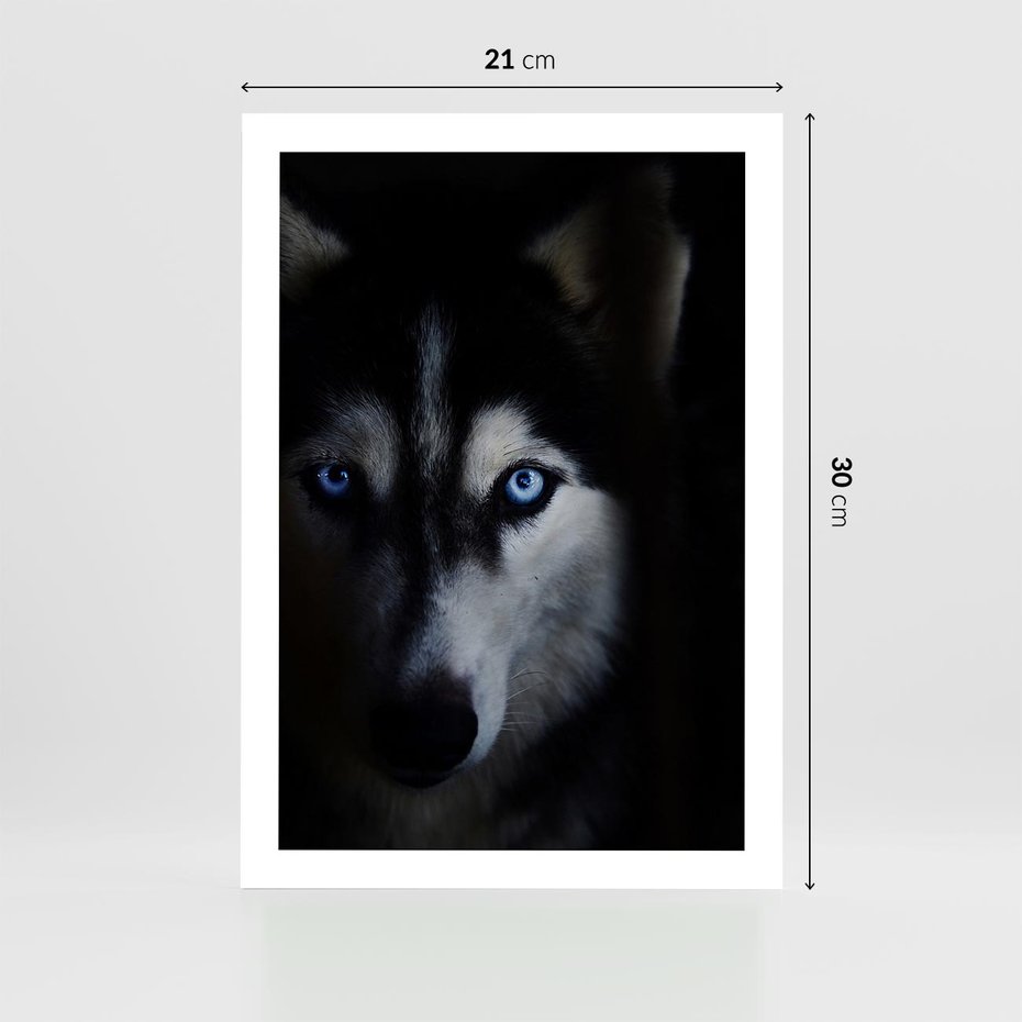 Plakat bez ramy 21x30 - Wilk i husky: siła przyjaźni - wilk, husky