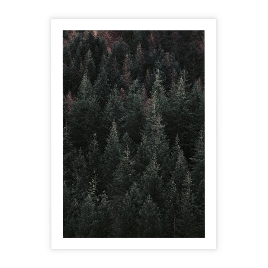 Plakat bez ramy 30x40 - Wysoko nad Iglastym Lasem - las, perspektywa