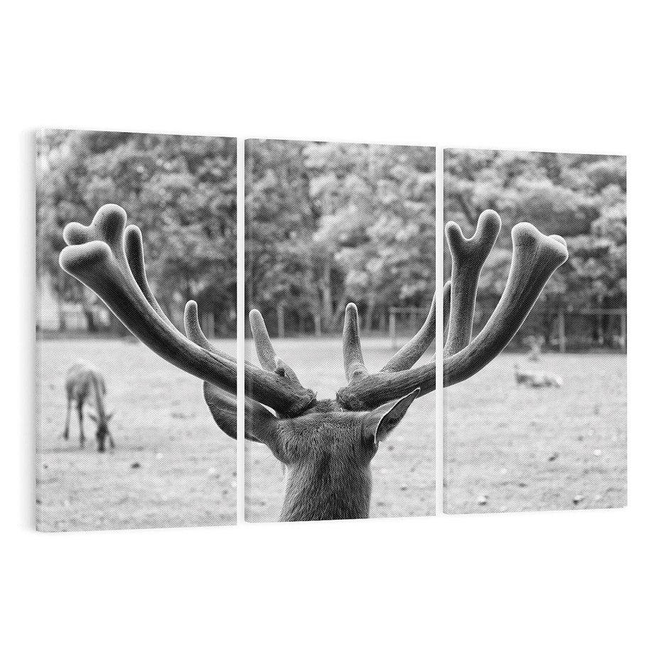 Obraz na płótnie 120x80 - Przygubione motyle marzeń - fotografia czarno biała, młody jeleń w zagrodzie