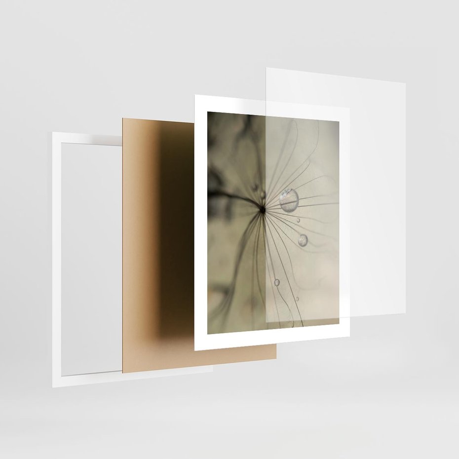 Plakat w ramie 40x50 - Delikatność dmuchawców - dmuchawce, krople - rama biała