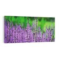 Obraz na płótnie 140x70 - Lawenda magia purpury - lawenda, kwiaty