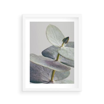 Plakat w ramie 50x70 - Zbliżenie Liści Eukaliptusa - eukaliptus, zbliżenie - rama biała