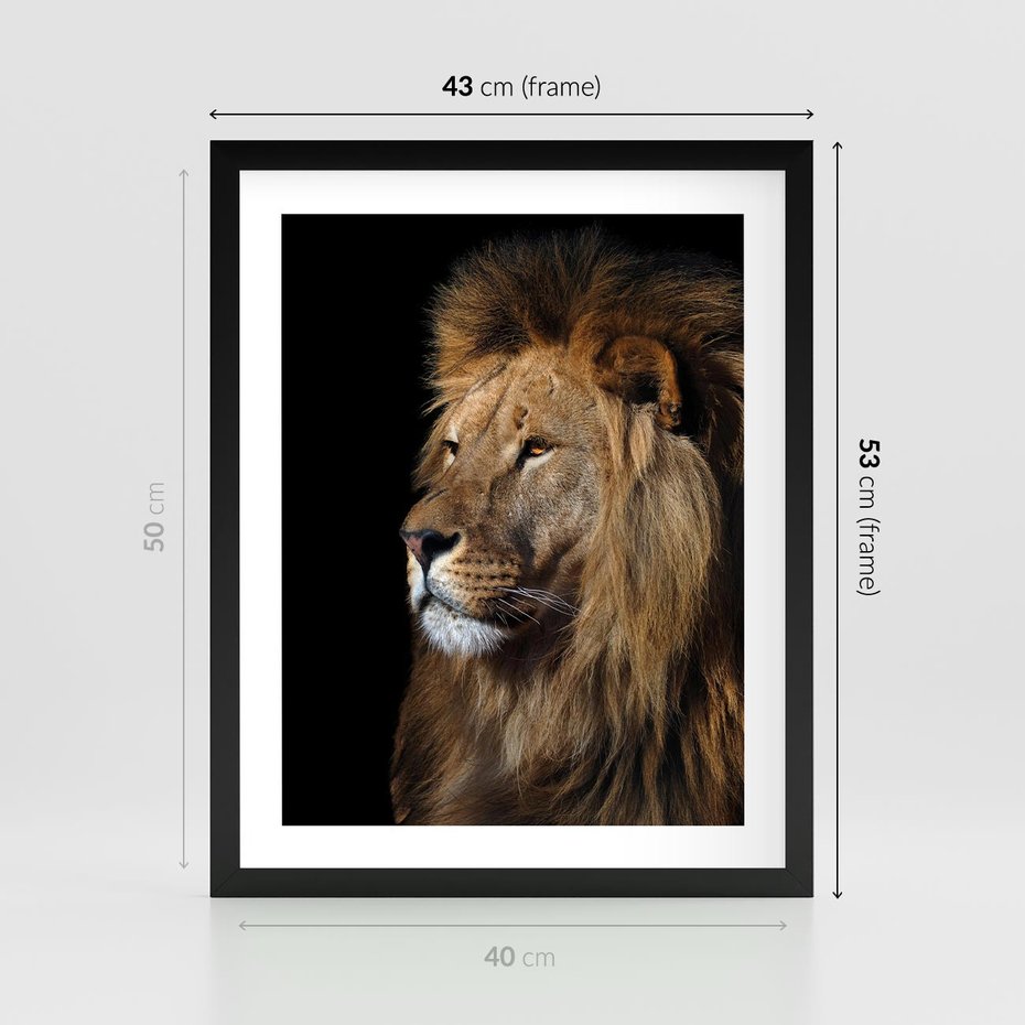 Plakat w ramie 40x50 - Władca Dzikiej Przyrody - lew, król - rama czarna