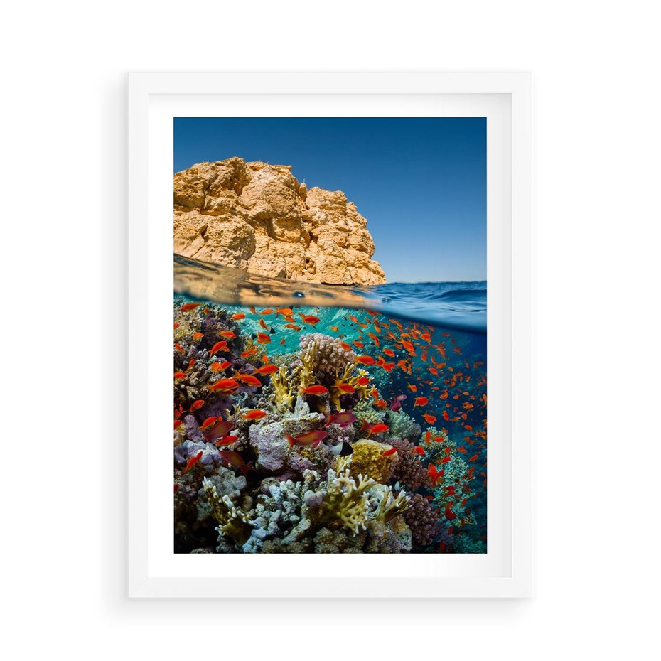 Plakat w ramie 50x70 - Rafa koralowa w oceanie - rafa, koralowa - rama biała