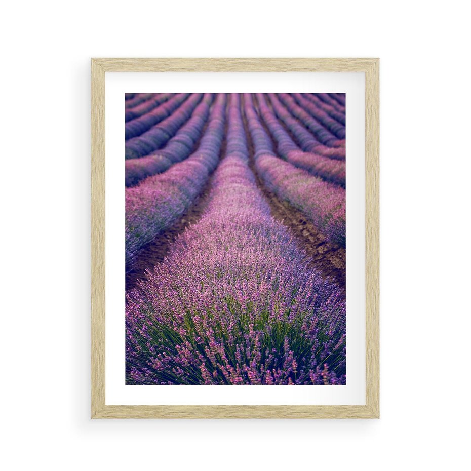 Plakat w ramie 40x50 - Pole Lawendy w Pełnej Krasie - pole lawendy, kompozycja - rama drewno