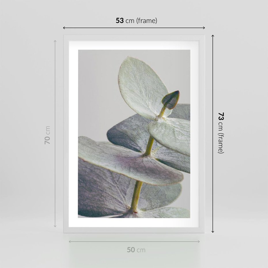 Plakat w ramie 50x70 - Zbliżenie Liści Eukaliptusa - eukaliptus, zbliżenie - rama biała