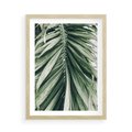 Plakat w ramie 50x70 - Spokojna Piękność Palmowych Liści - palma, liście palmy - rama drewno