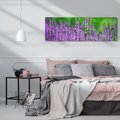 Obraz na płótnie 120x40 - Lawenda magia purpury - lawenda, kwiaty