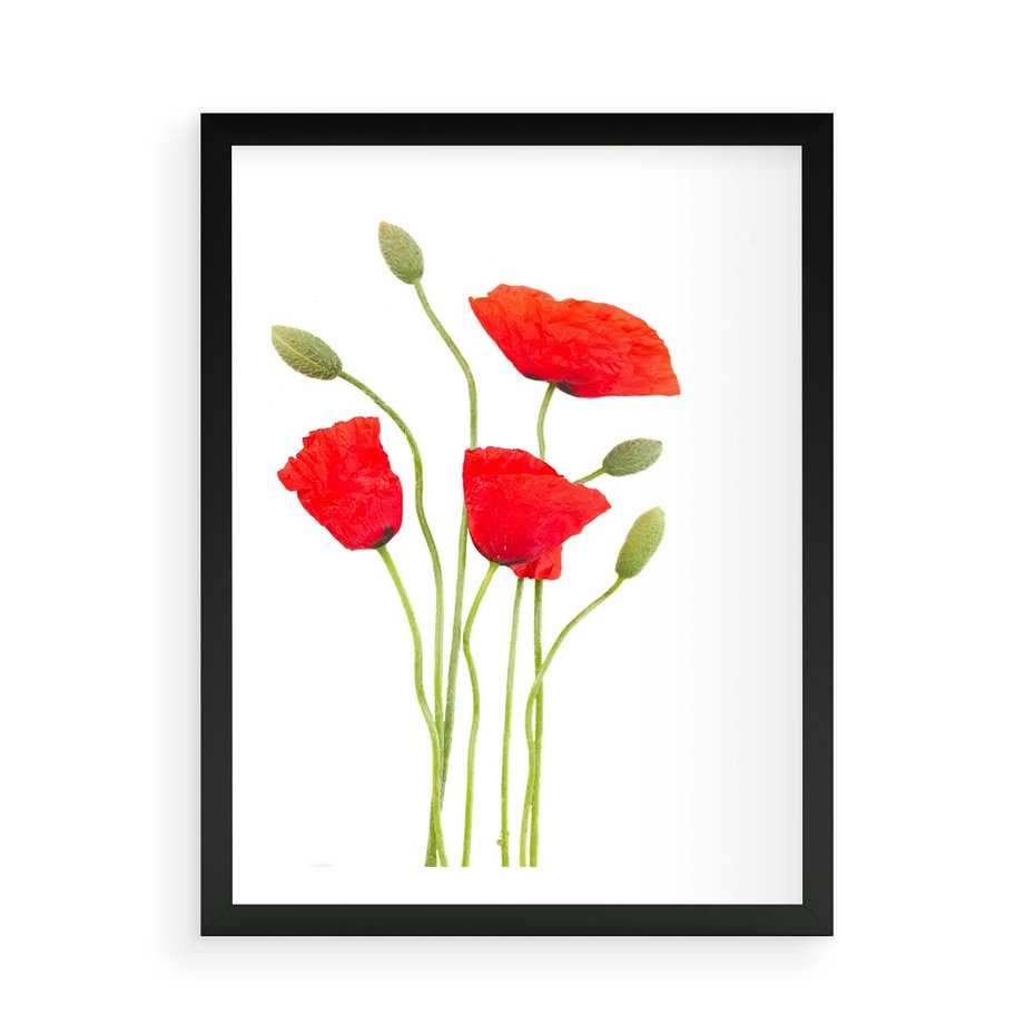 Plakat w ramie 50x70 - Pola maków w pełnym kolorze - maki, kwiaty - rama czarna