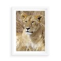 Plakat w ramie 50x70 - Potęga lwów w Afryce - lew, lwica - rama biała