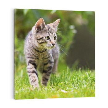 Obraz na płótnie 40x40 - Kocie polowanie w ogrodzie - kot, polowanie