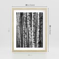 Plakat w ramie 40x50 - Kontrast Monochromatyczny - brzozy, czarno - rama drewno