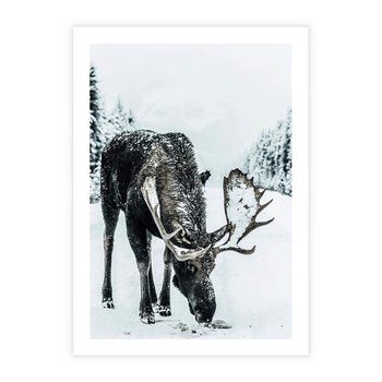Plakat bez ramy 21x30 - Zimowy Portret Łosia - łoś w zimowej scenerii