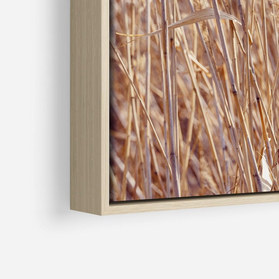 Obraz w ramie 50x50 - Mistrzowskie suche trawy - suche, trawy - rama drewno