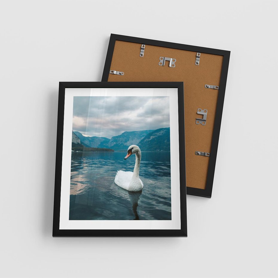 Plakat w ramie 40x50 - Łabędzi Śpiew - fotografia, plakat - rama czarna