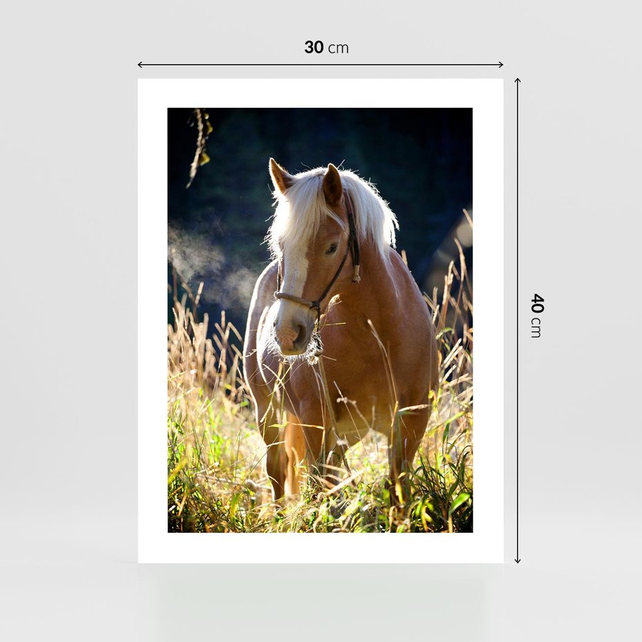 Plakat bez ramy 30x40 - Spotkanie konia na łące - koń, łąka