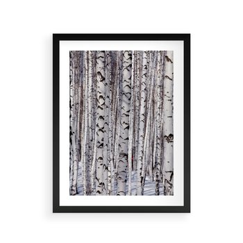 Plakat w ramie 30x40 - Lśniące Brzozy - brzozy, las - rama czarna
