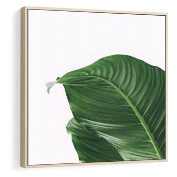 Obraz w ramie 50x50 - Zielone liście monstery - liście, monstera - rama drewno