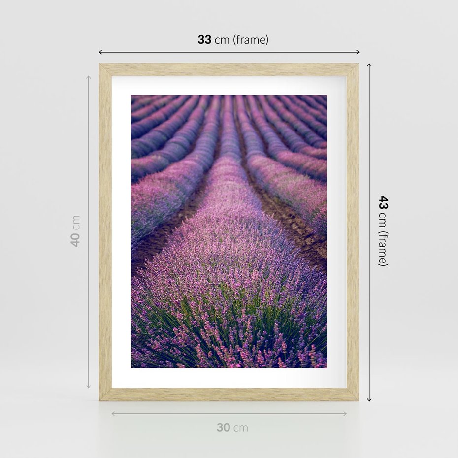 Plakat w ramie 30x40 - Pole Lawendy w Pełnej Krasie - pole lawendy, kompozycja - rama drewno
