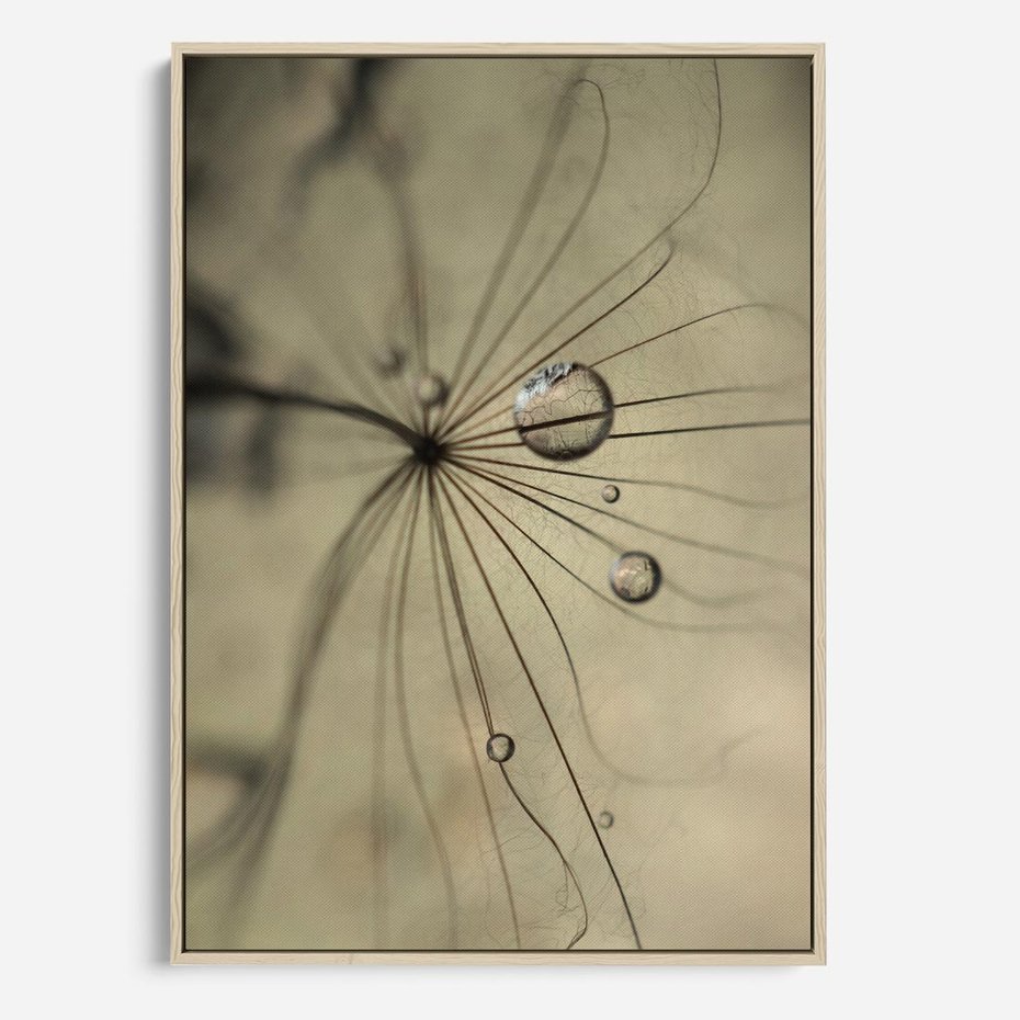 Obraz w ramie 50x70 - Delikatność dmuchawców - dmuchawce, krople - rama drewno