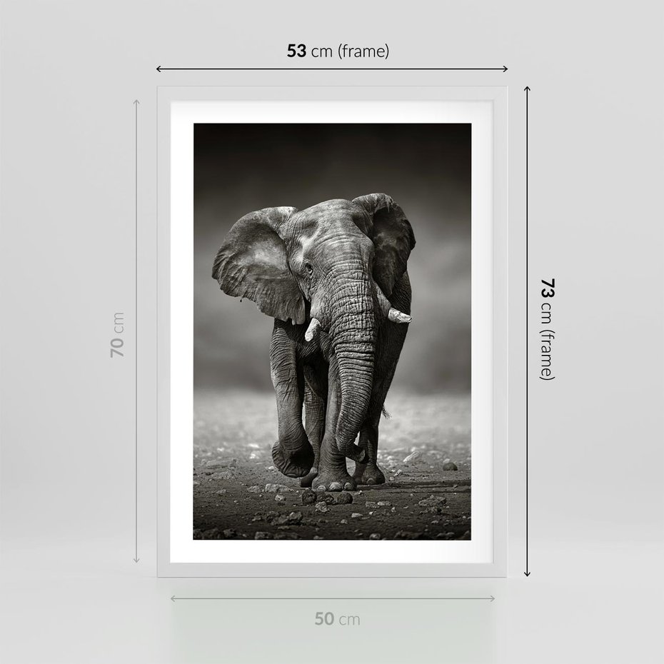 Plakat w ramie 50x70 - Majestatyczny słoń Afryki - słoń, Afryka - rama biała