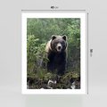 Plakat bez ramy 40x50 - Spotkanie z Niedźwiedziem w Lesie - niedźwiedź, las