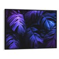 Obraz w ramie 70x50 - Mroczna Magia Dżungli - mroczna grafika, fioletowe liście monstery na czarnym tle - rama czarna