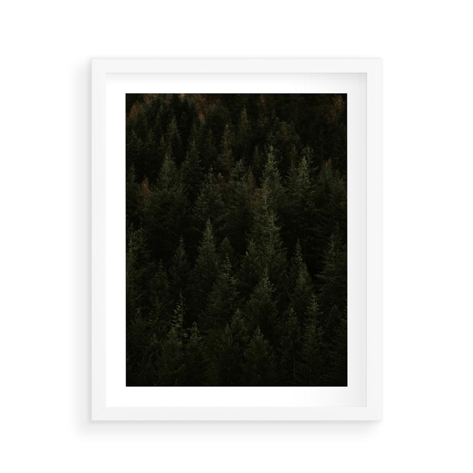 Plakat w ramie 40x50 - Ciemny las iglasty - las, iglasty - rama biała