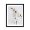 Plakat w ramie 40x50 - Gałęzie Bawełny na Białym Tle - gałęzie bawełny na białym tle, minimalizm - rama czarna