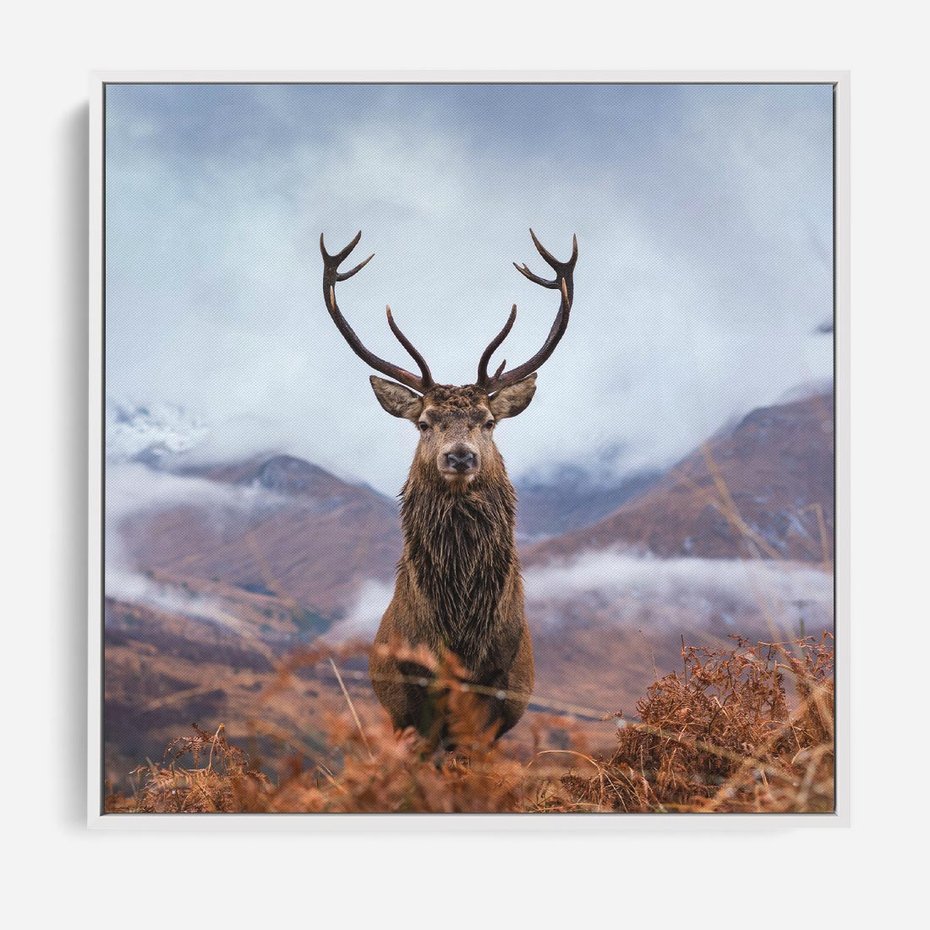 Obraz w ramie 80x80 - Jeleń w Uśpionym Krajobrazie - jeleń na tle gór, ośnieżone góry - rama biała