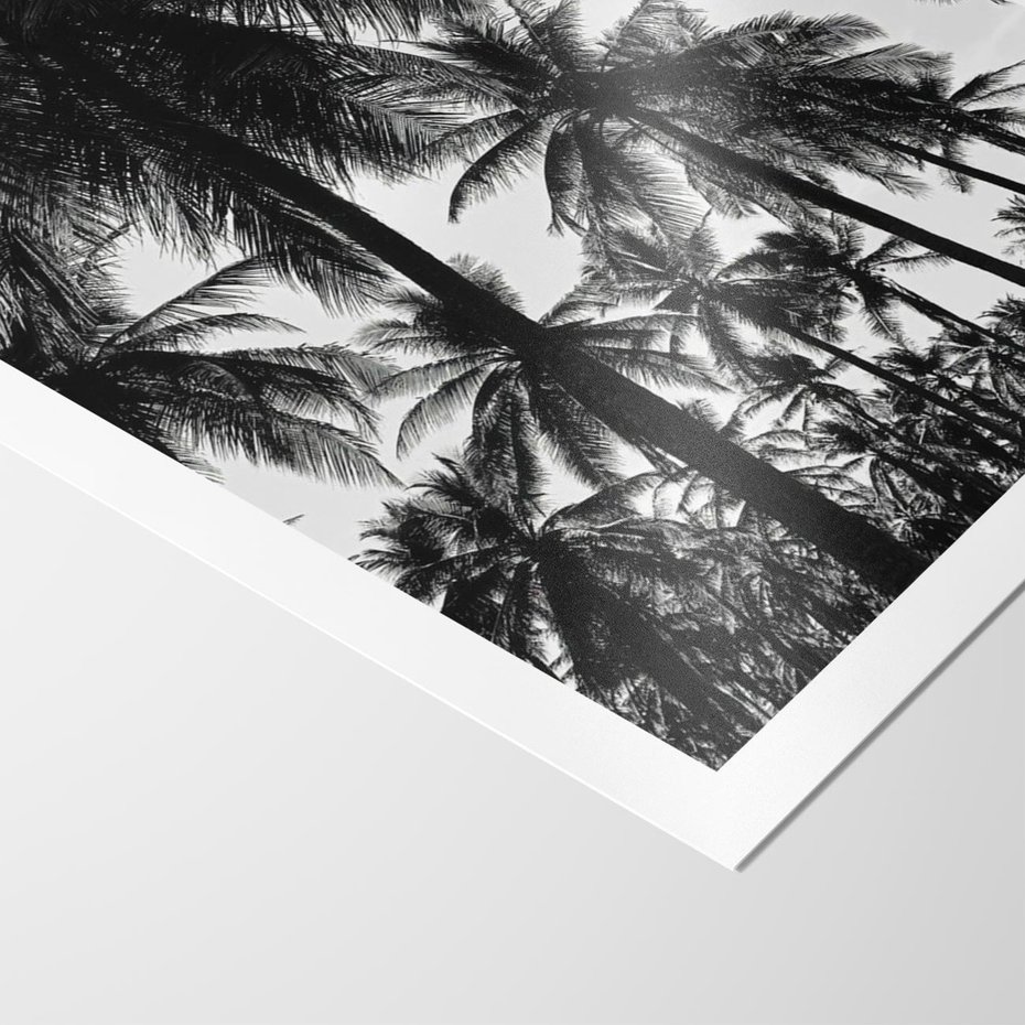 Plakat bez ramy 30x40 - Mono Tropiki - palmy, drzewa palmowe
