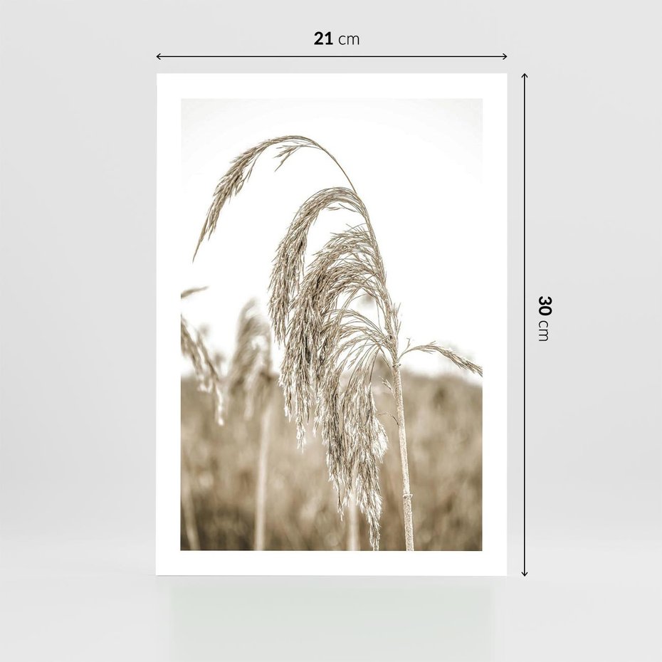 Plakat bez ramy 21x30 - Ujęcie Suchych Traw - suche trawy, zbliżenie