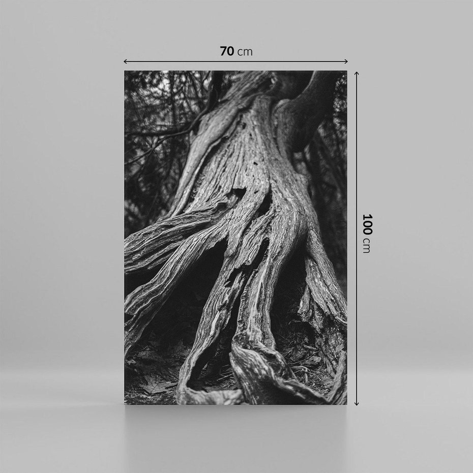 Obraz na płótnie 70x100 - Siła Natury - czarno biała fotografia, korzenie wielkiego drzewa