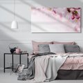 Obraz na płótnie 120x60 - Kwitnąca Wiśnia - kwiaty, kwitnącej