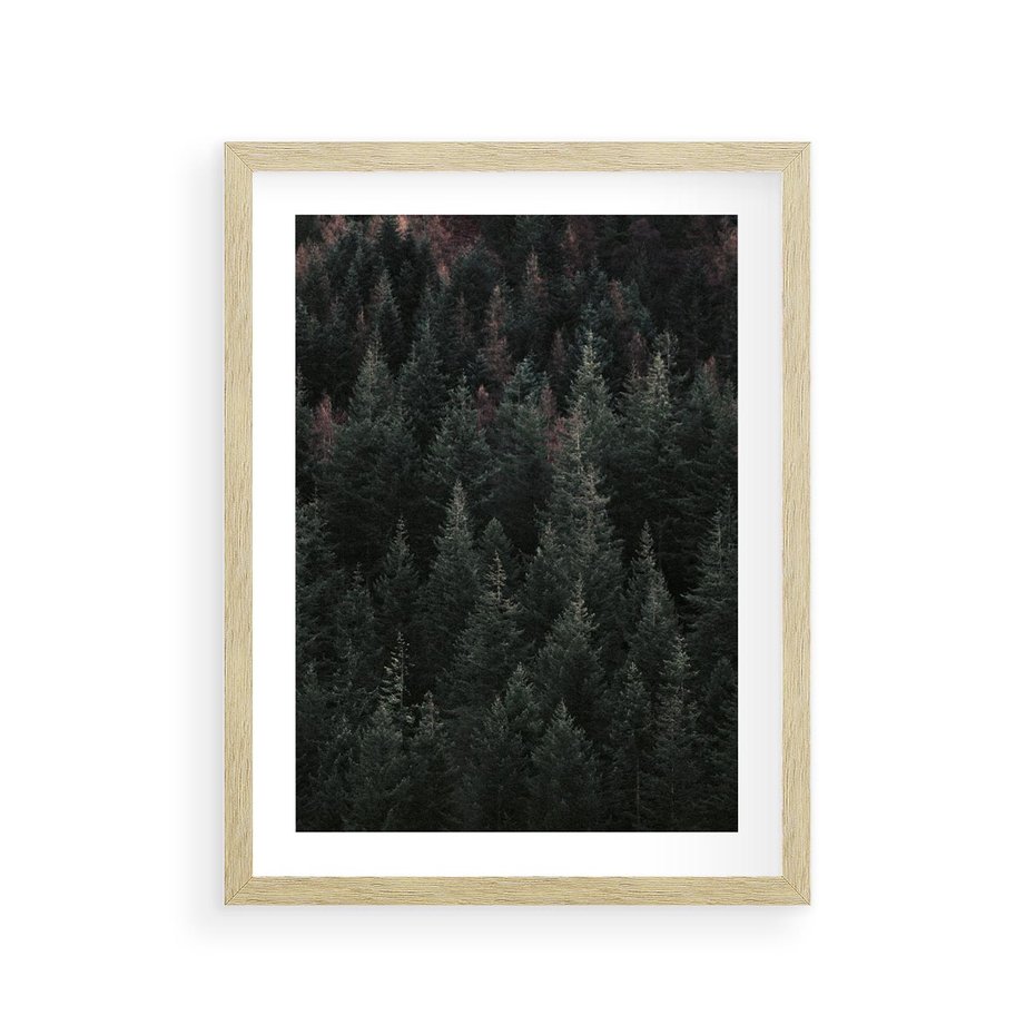 Plakat w ramie 30x40 - Wysoko nad Iglastym Lasem - las, perspektywa - rama drewno