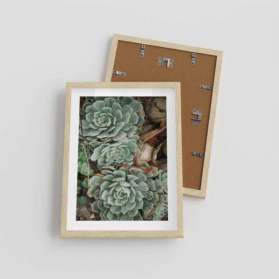 Plakat w ramie 30x40 - Zielona Uroda Sukulentów - sukulenty, zielone liście - rama drewno