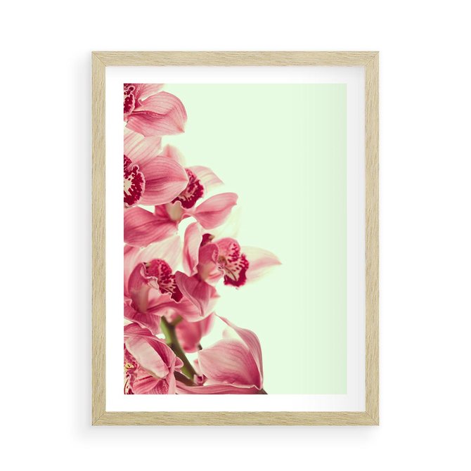 Plakat w ramie 50x70 - Orchidea - delikatne kwiaty - orchidea, kwiaty - rama drewno