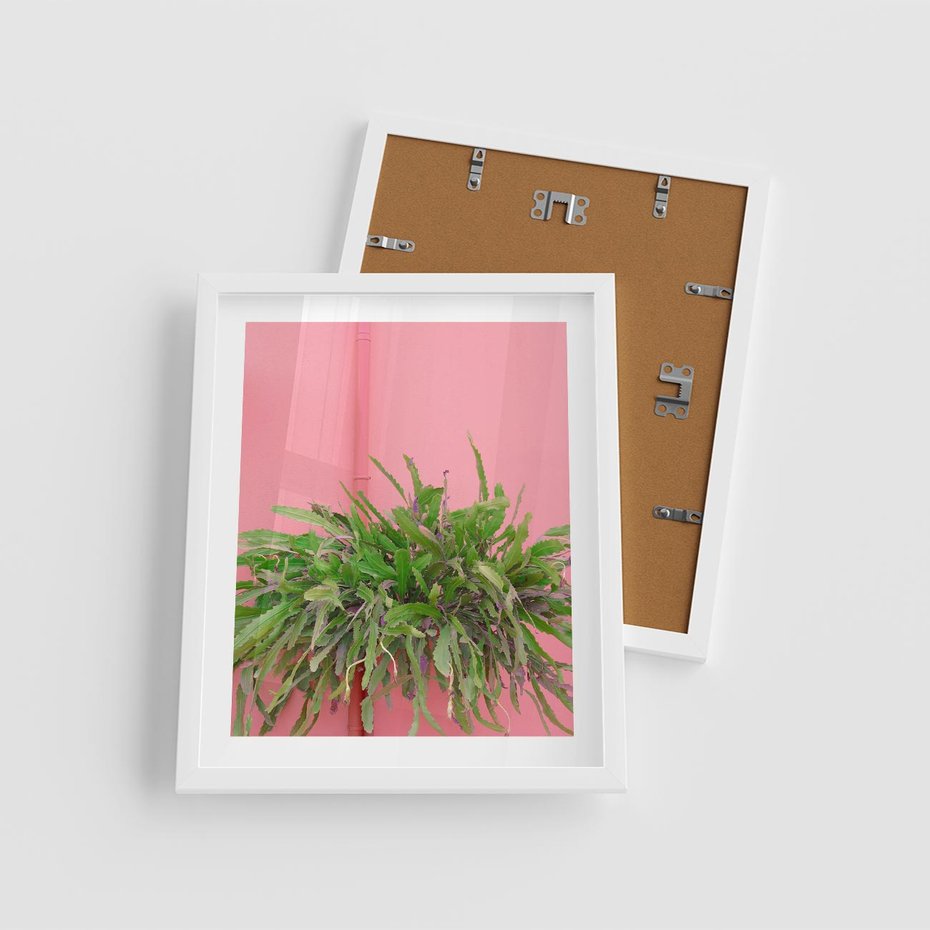 Plakat w ramie 40x50 - Fotografia Rośliny z Różowym Tłem - fotografia, zielona roślina na tle różwj ściany - rama biała