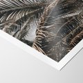 Plakat bez ramy 21x30 - Liściaste Palmy - palmy, drzewa palmowe