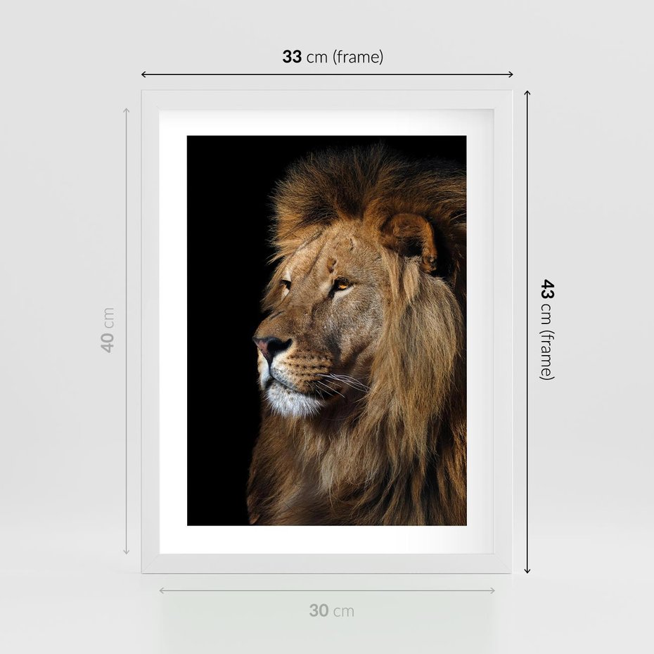 Plakat w ramie 30x40 - Władca Dzikiej Przyrody - lew, król - rama biała