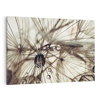 Obraz na płótnie 70x50 - Lekkie dmuchawce - dmuchawce, krople