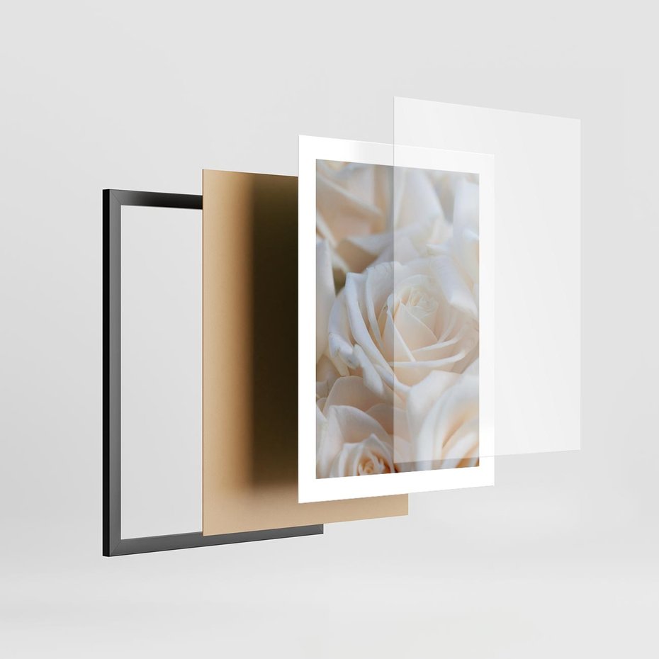 Plakat w ramie 30x40 - Białe róże piękności - białe, róże - rama czarna