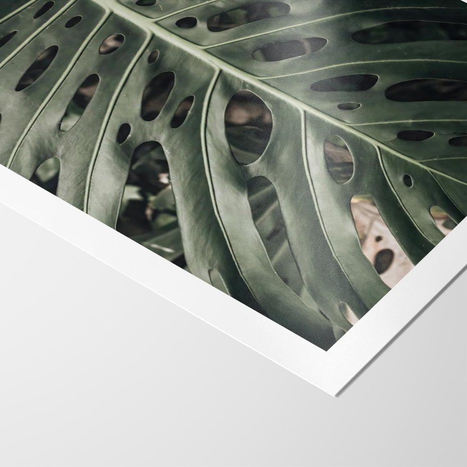 Plakat bez ramy 30x40 - Majestatyczny Liść Monstery - liść monstery, majestatyczny liść