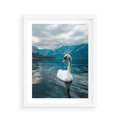 Plakat w ramie 40x50 - Łabędzi Śpiew - fotografia, plakat - rama biała
