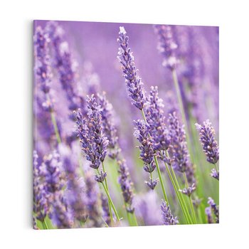 Obraz na płótnie 60x60 - Urok lawendy - lawenda, kwiaty