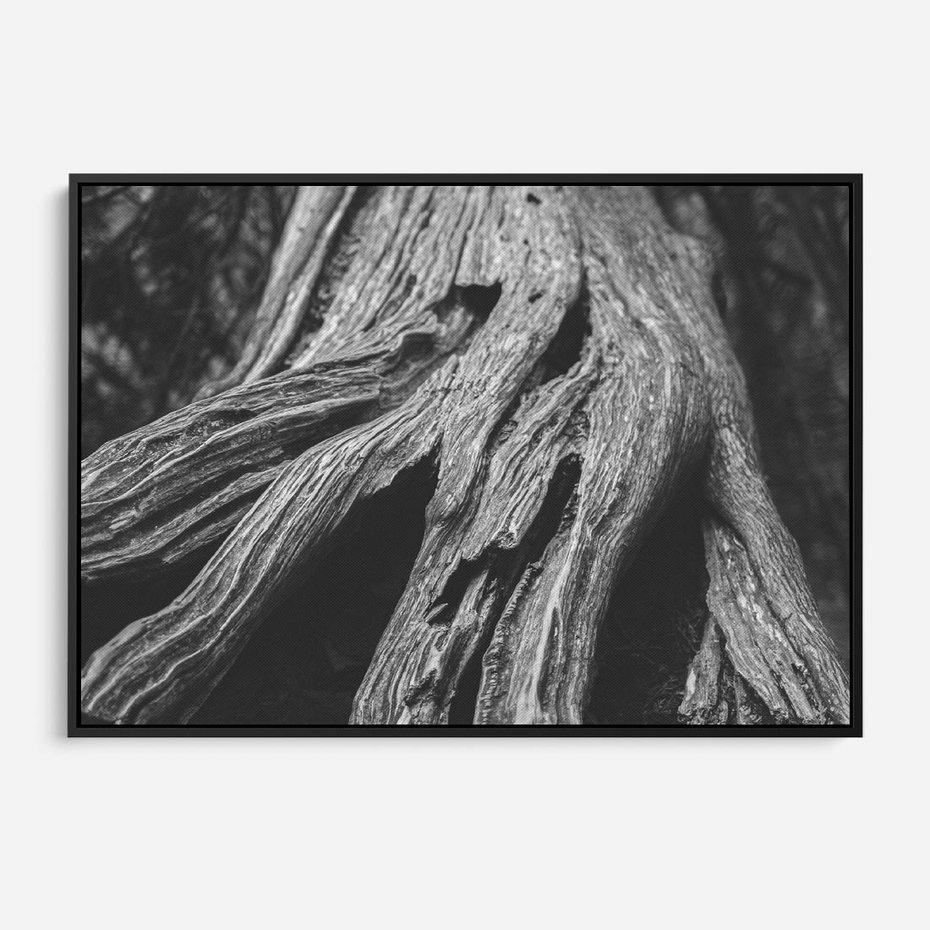 Obraz w ramie 100x70 - Siła Natury - czarno biała fotografia, korzenie wielkiego drzewa - rama czarna