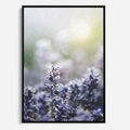 Obraz w ramie 70x100 - Delikatna Uroda Natury - wrzosy, fiolet - rama czarna