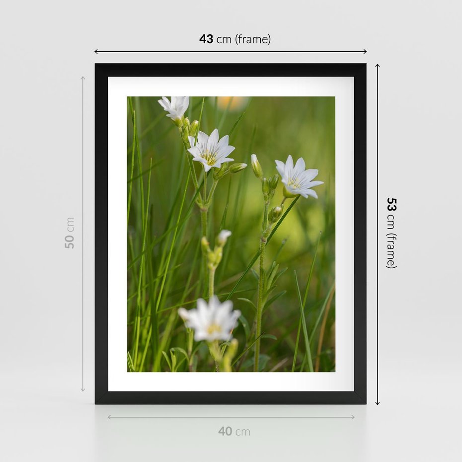 Plakat w ramie 40x50 - Kolorowa łąka - stokrotki, łąka - rama czarna