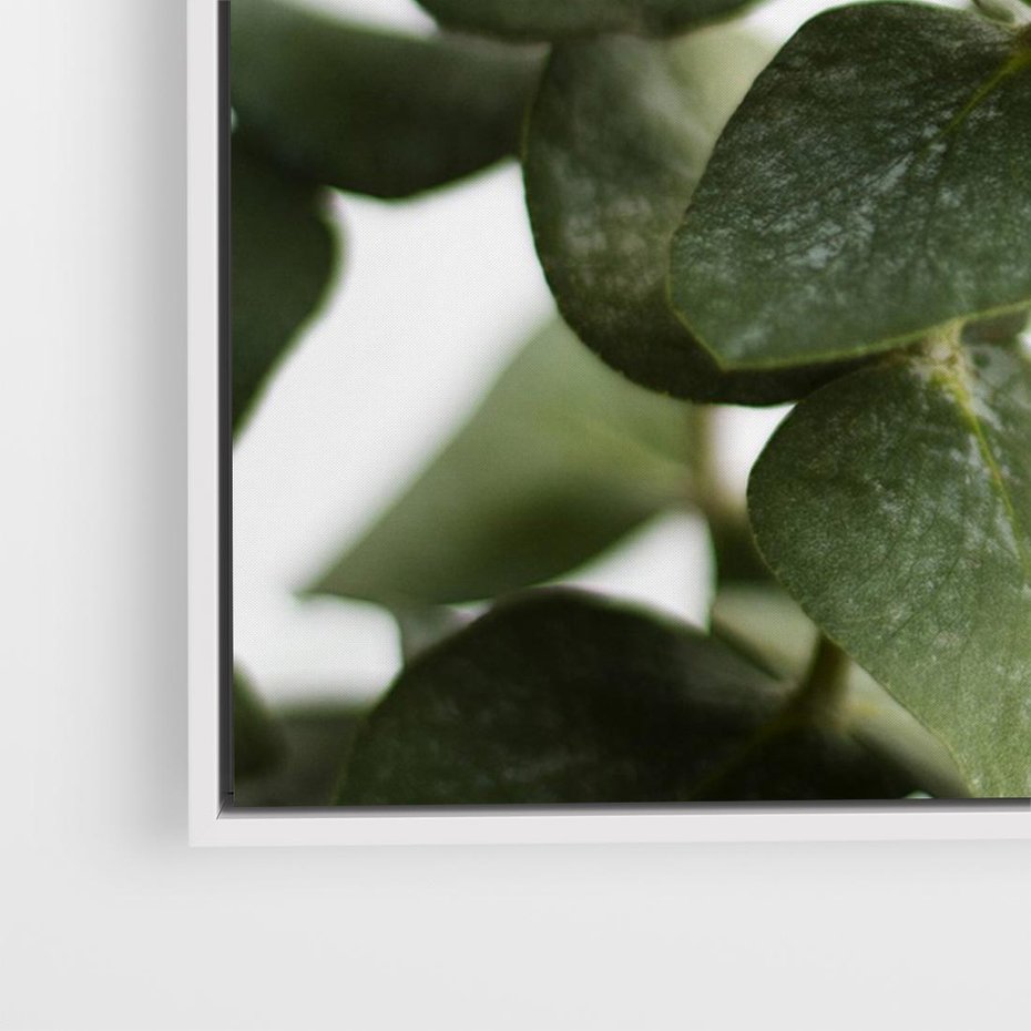 Obraz w ramie 100x70 - Zielone eukaliptusy - eukaliptus, liście - rama biała